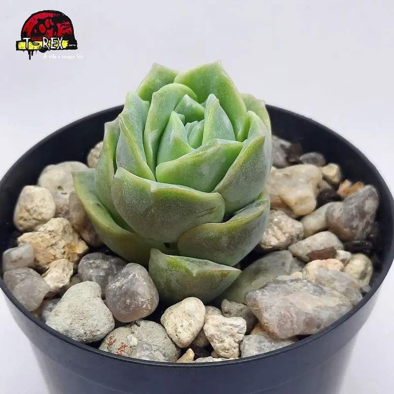 comprar muda de lovely rose