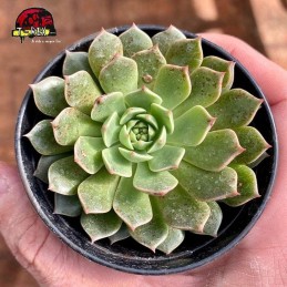 comprarmuda de echeveria olivia