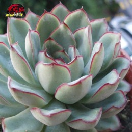 comprar muda de echeveria mexican pulidonis