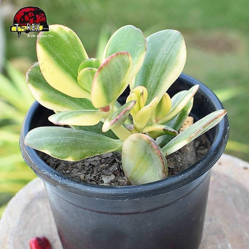 comprar muda de suculenta crassula ovata tricolor