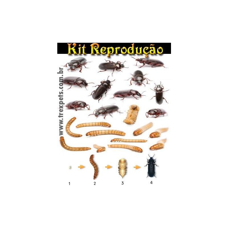 Kit Reprodução Tenébrio Molitor