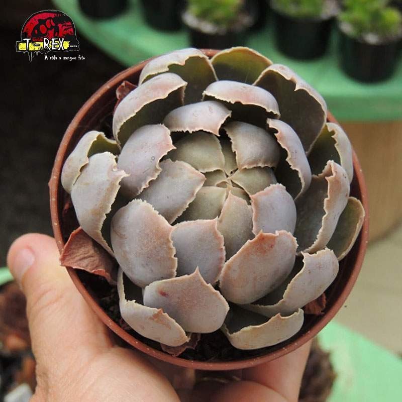 comprar muda de plantas echeveria shaviana alcachofra