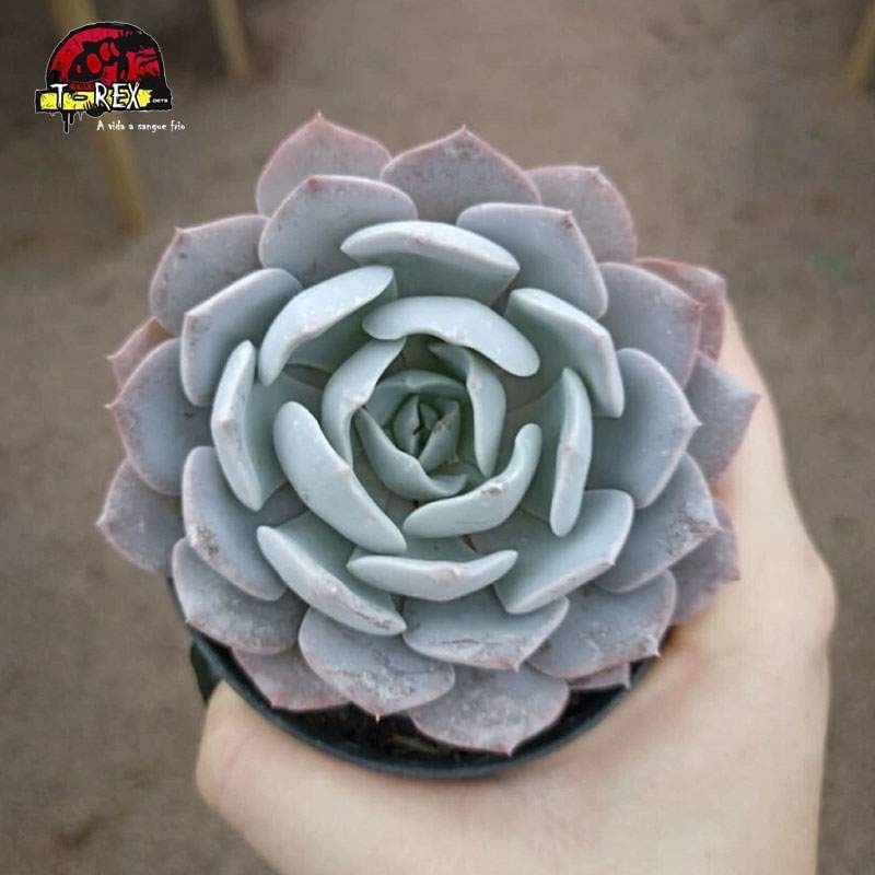comprar suculenta  echeveria diva
