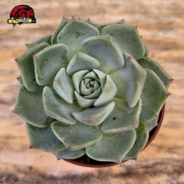 comprar planta suculenta echeveria sara hime botan