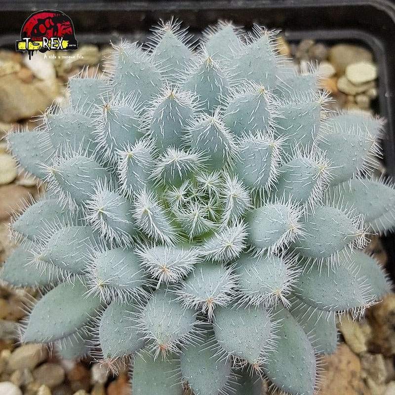 comprar suculenta echeveria setosa var minor