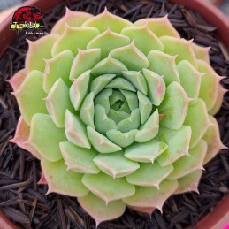 comprar muda de suculenta echeveria red hole