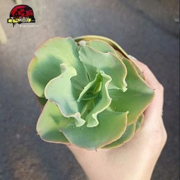 comprar planta suculenta echeveria gibbiflora beach waves