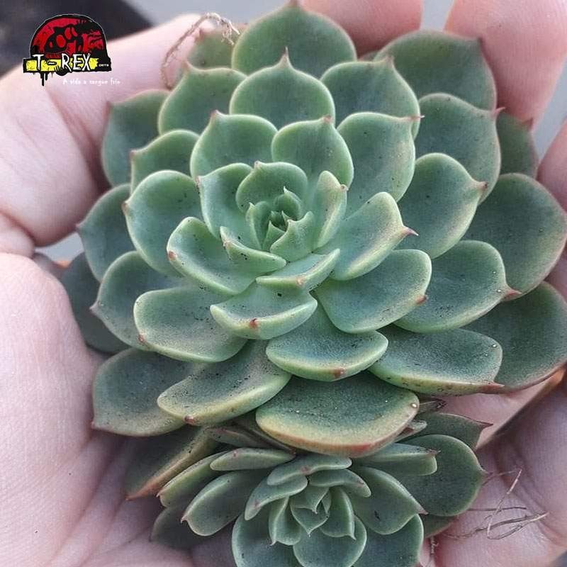 comprar suculenta taciveria seven star