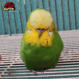 comprar periquito ingles verde