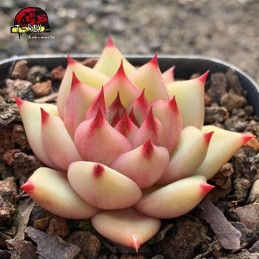 comprar muda de suculenta raridade