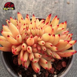 comprar muda de suculenta rara