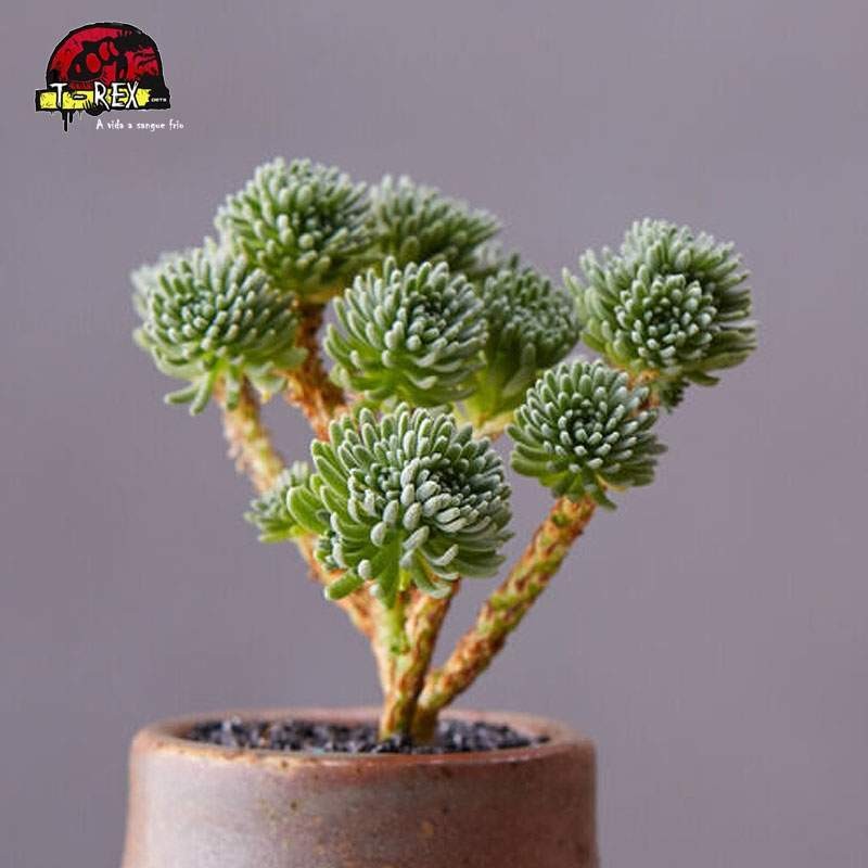 muda de suculenta exótica