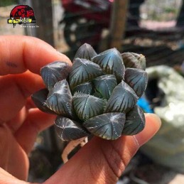 comprar muda de planta suculenta exotica