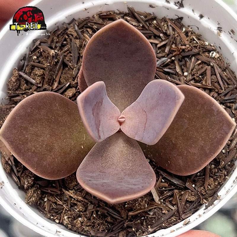 comprar suculenta lenophyllum obtusum