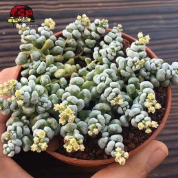 comprar planta suculenta crassula corallina