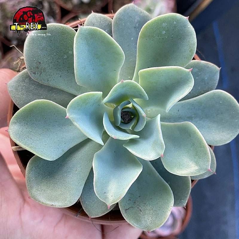 comprar suculenta echeveria swir