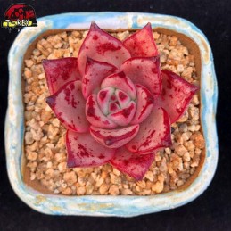 comprar muda se suculenta exótica