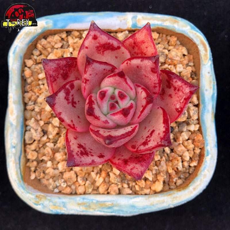 comprar muda se suculenta exótica