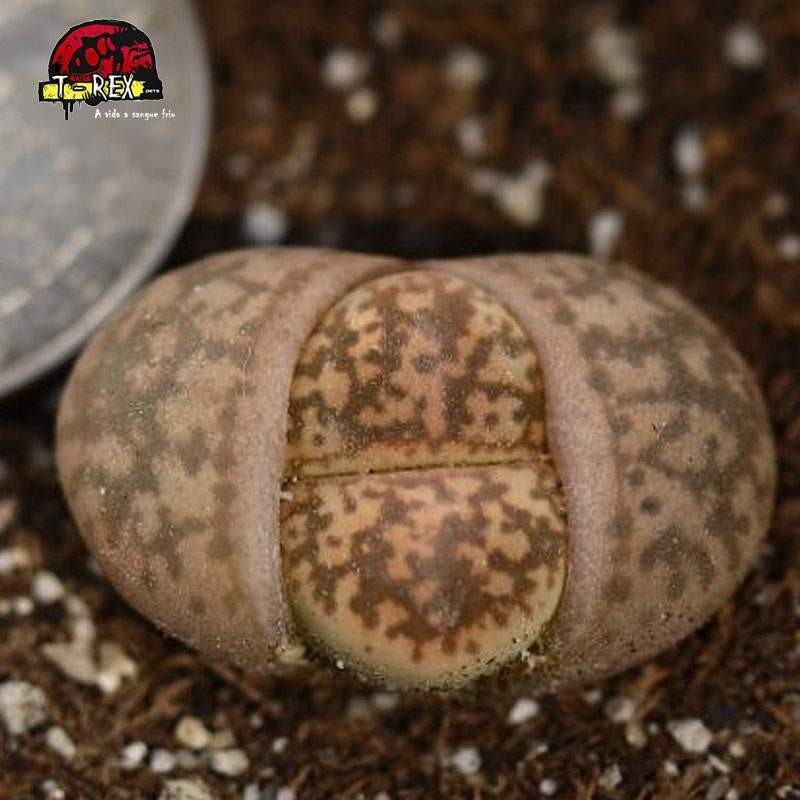 cacto pedra suculenta laranjado