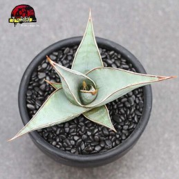 comprar muda de planta suculenta exótica