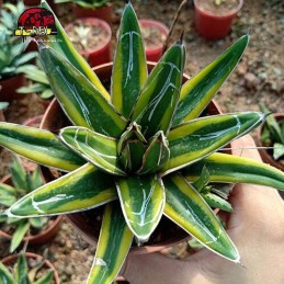 Muda de Planta Suculenta...