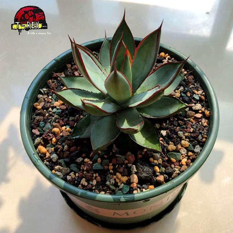 comprar muda de suculenta importada