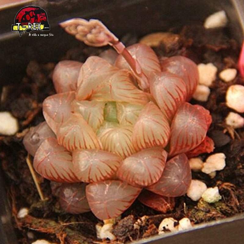 aonde comprar suculenta baker red