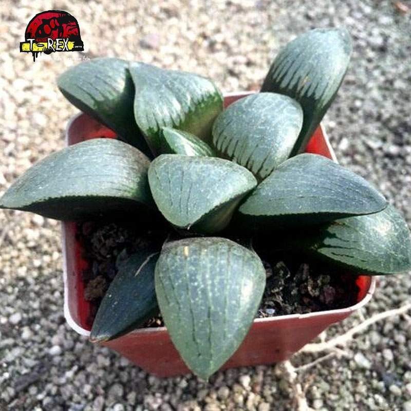 comprar suculenta gekkou