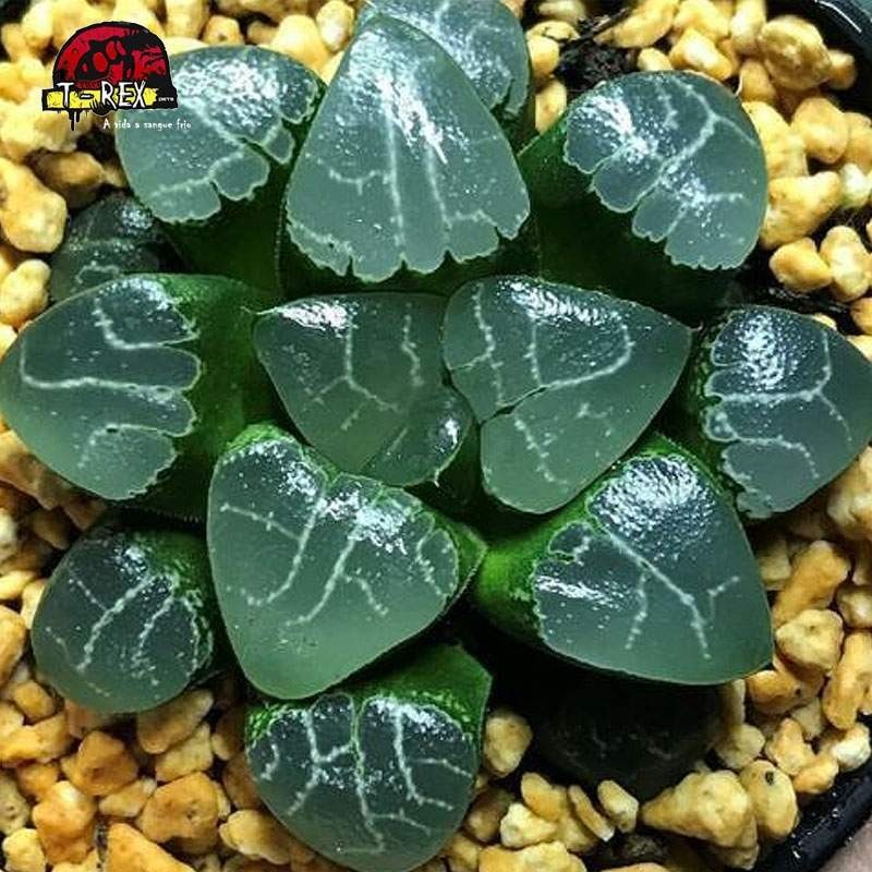 comprar muda de suculenta tsukikage