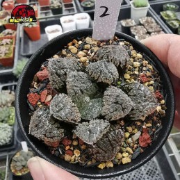 comprar suculenta rara Juwei City