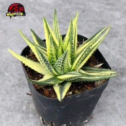 comprar muda suculenta margaritifera