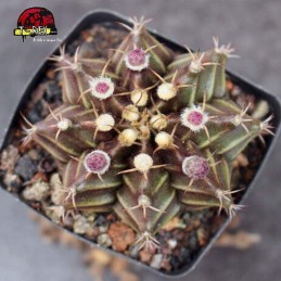 aonde comprar cacto gymnocalycium
