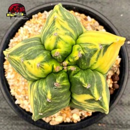 comprar cacto raro myriostigma