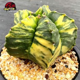 muda de cacto myriostigma