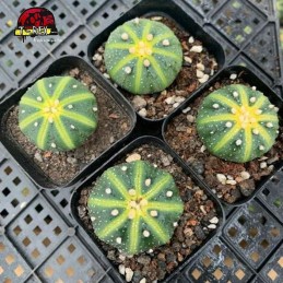 Muda de Planta Suculenta...