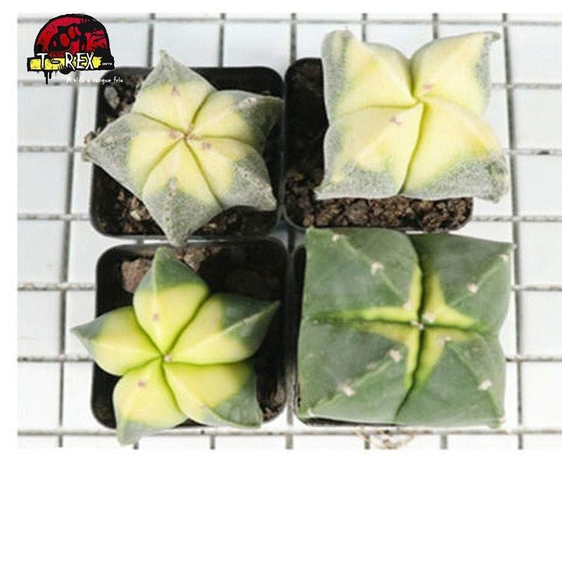 aonde comprar suculenta myriostigma