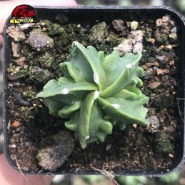 muda de cacto raro
