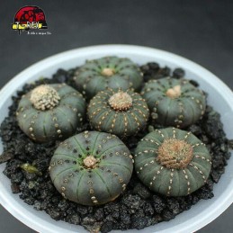 muda de cacto castanea