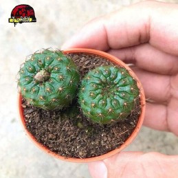 mudas de cacto para venda