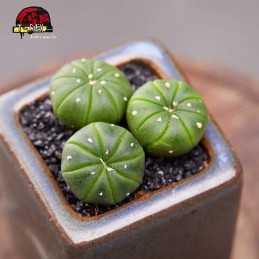 mudas de suculenta rara