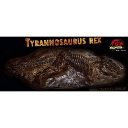 Fóssil Tyrannosaurus rex