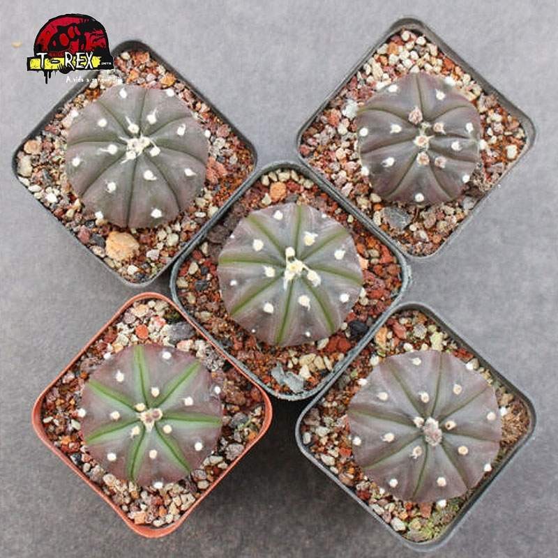 comprar suculenta no brasil Purple Raro