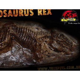 Fóssil Tyrannosaurus rex