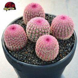 cacto em maringa raro
