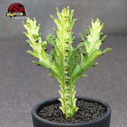 comprar mudas de suculenta