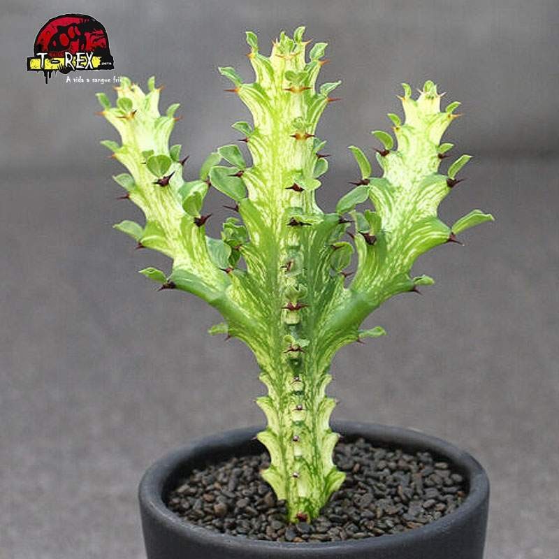 comprar mudas de suculenta