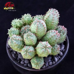 mudinhas de suculenta rara em paraiba