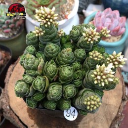 vendas de suculenta em apucarana