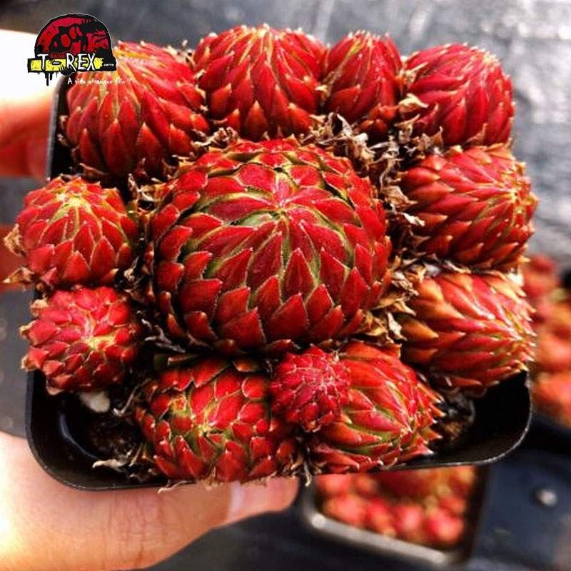 comprar suculenta em londrina