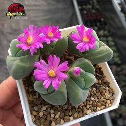 comprar suculenta em espirito santo